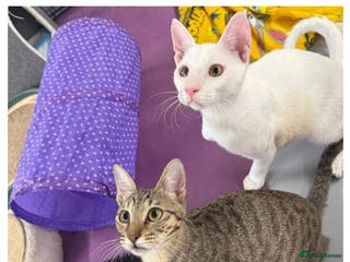 Mixed Breed cats PIKA-PARKER SHORT HAIRBREED THAT LOOSE LITTLE HAIR - Advert 16