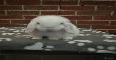 Mini Lop rabbits - Advert 3