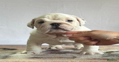 English Bulldog dogs - Advert 2