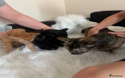 Mixed Breed cats for sale: Lovely sweet girls🥰 - Image 5