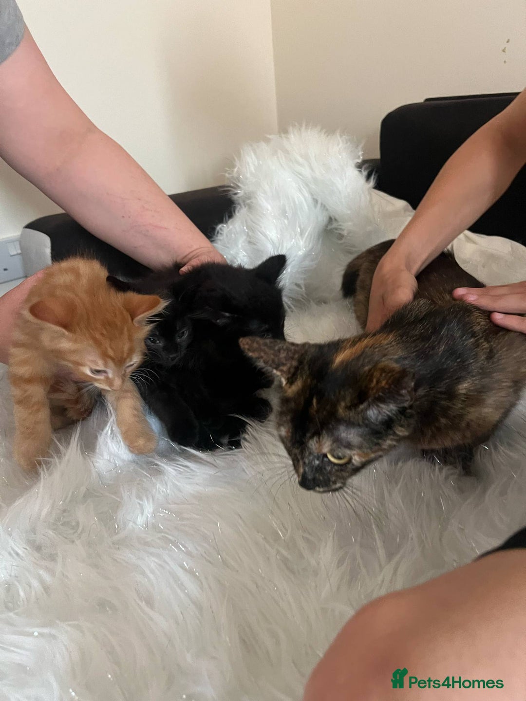 Mixed Breed cats for sale: Lovely sweet girls🥰 - Image 5