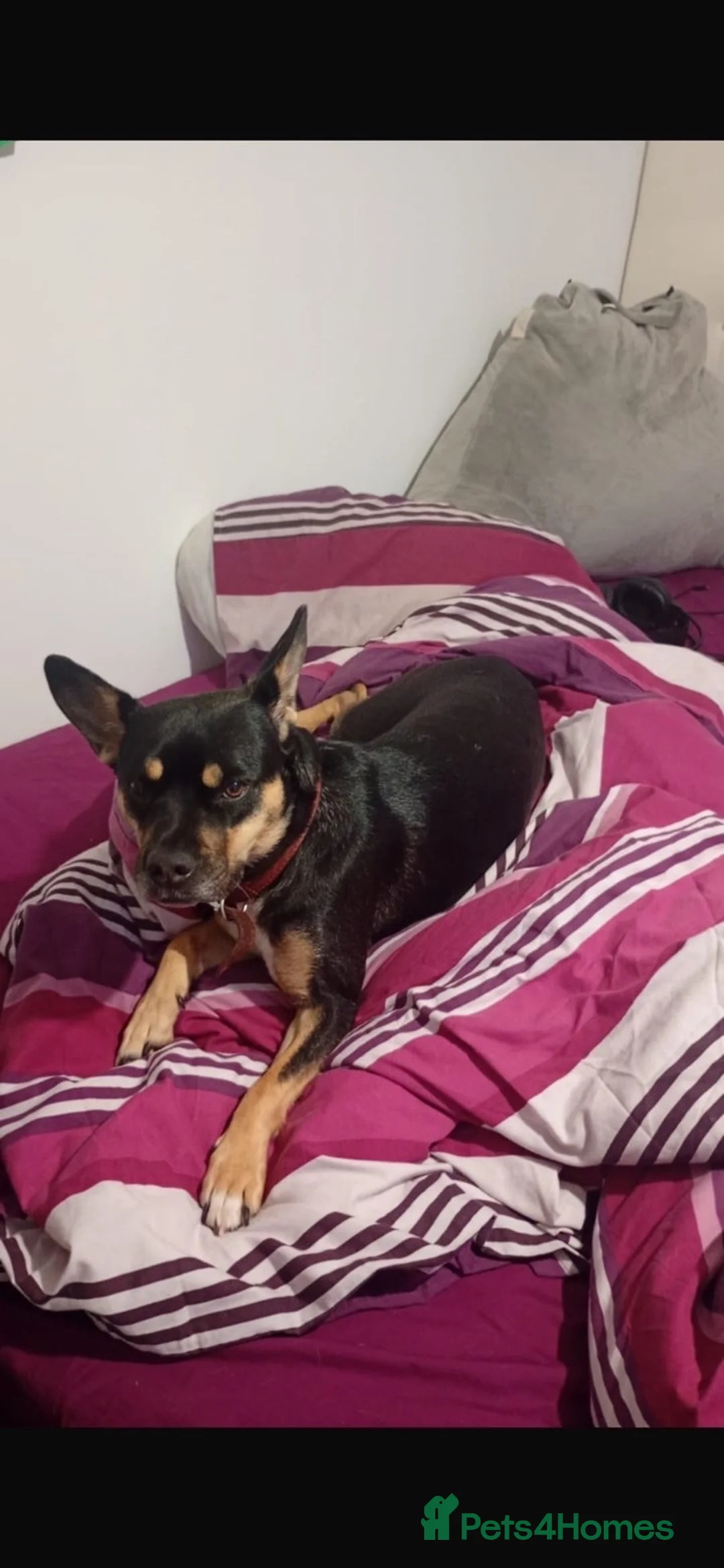Mixed Breed dogs for sale: Border collie x French bulldog - Advert 2
