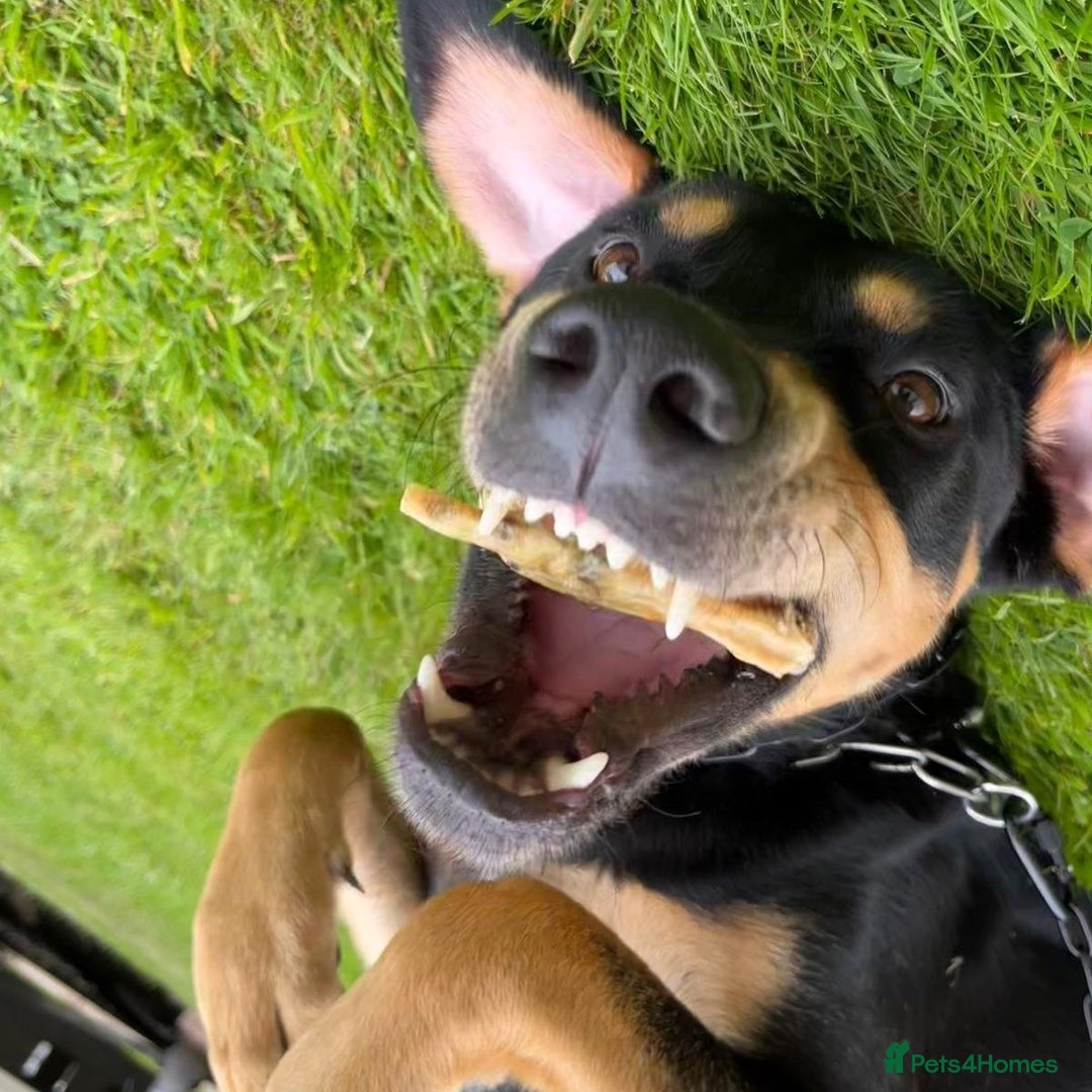 Mixed Breed dogs for adoption: Parker (Hound mix) - Image 10