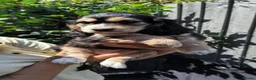 Cocker Spaniel dogs for sale: 🌟Rare Coloured Show-Type Cocker Spaniel Puppies🌟 - Advert 12