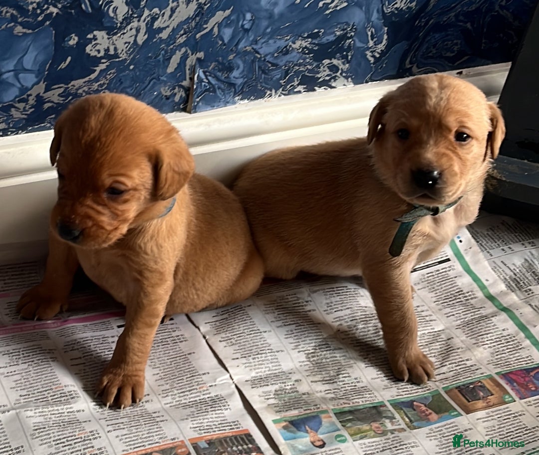 Labrador Retriever dogs for sale: Beautiful fox red puppies  - Advert 22