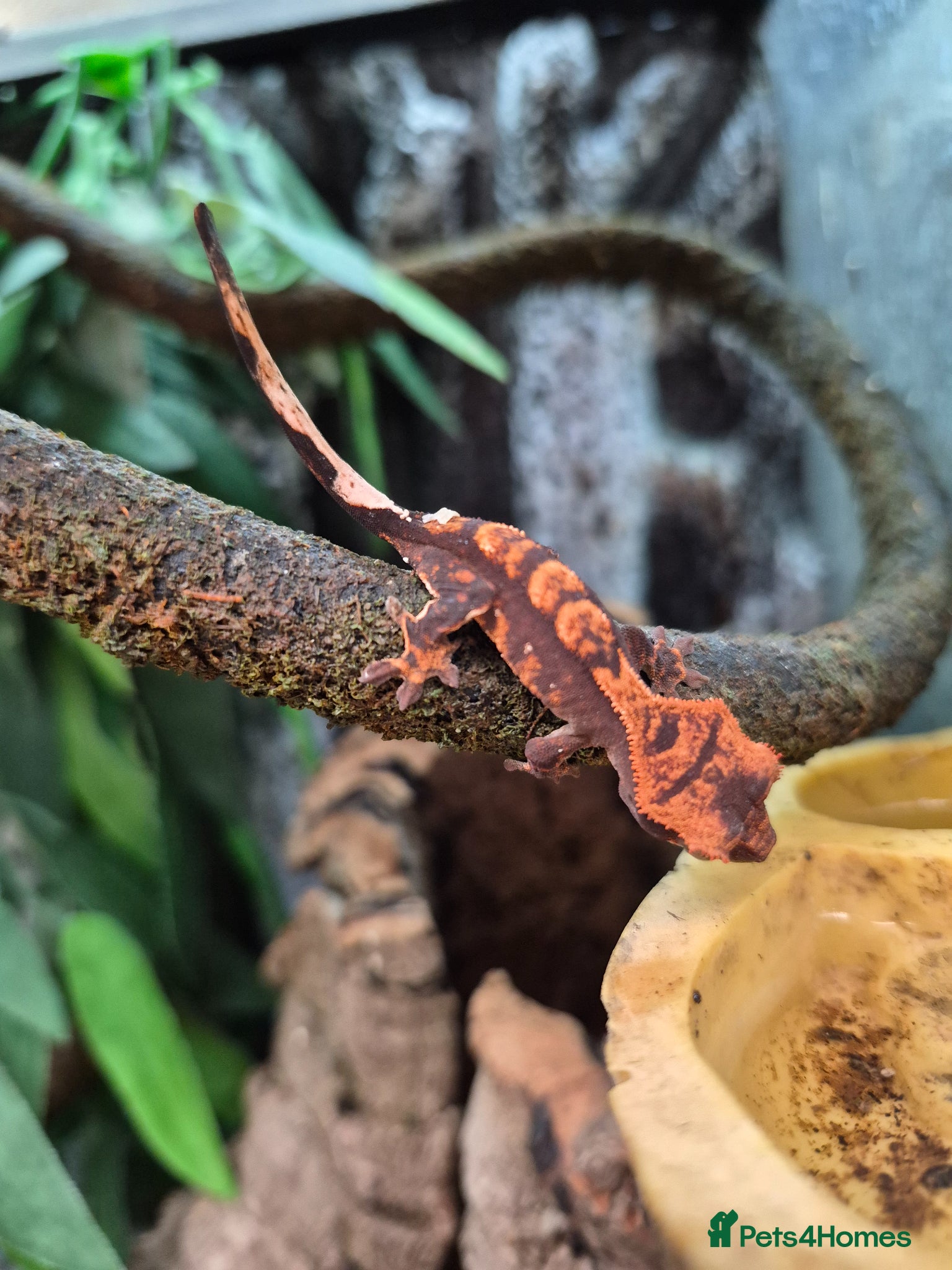 Gecko reptiles Lily white crested geckos - Advert 2