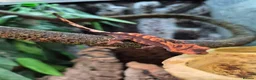 Gecko reptiles for sale: Lily white crested geckos - Advert 3