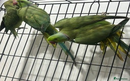 Ringnecks birds for sale: Indian ring neck - Image 6