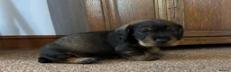 Dachshund dogs for sale: Wirehaired Dachshund standard KC registered - Advert 6