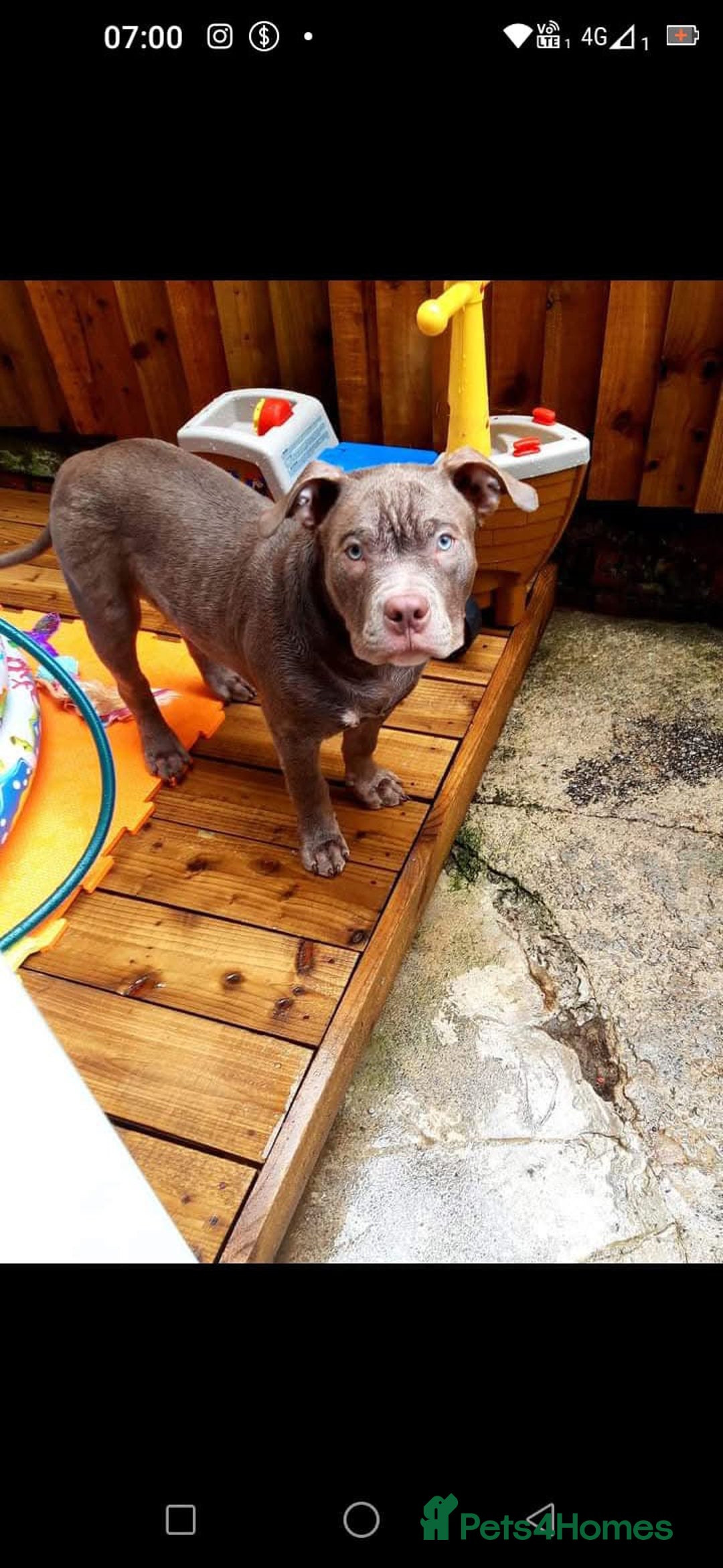 American Bulldog dogs for sale: Loki  - Advert 3