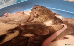 Rat rodents for sale: Baby rats looking for 5*homes only  - Advert 12