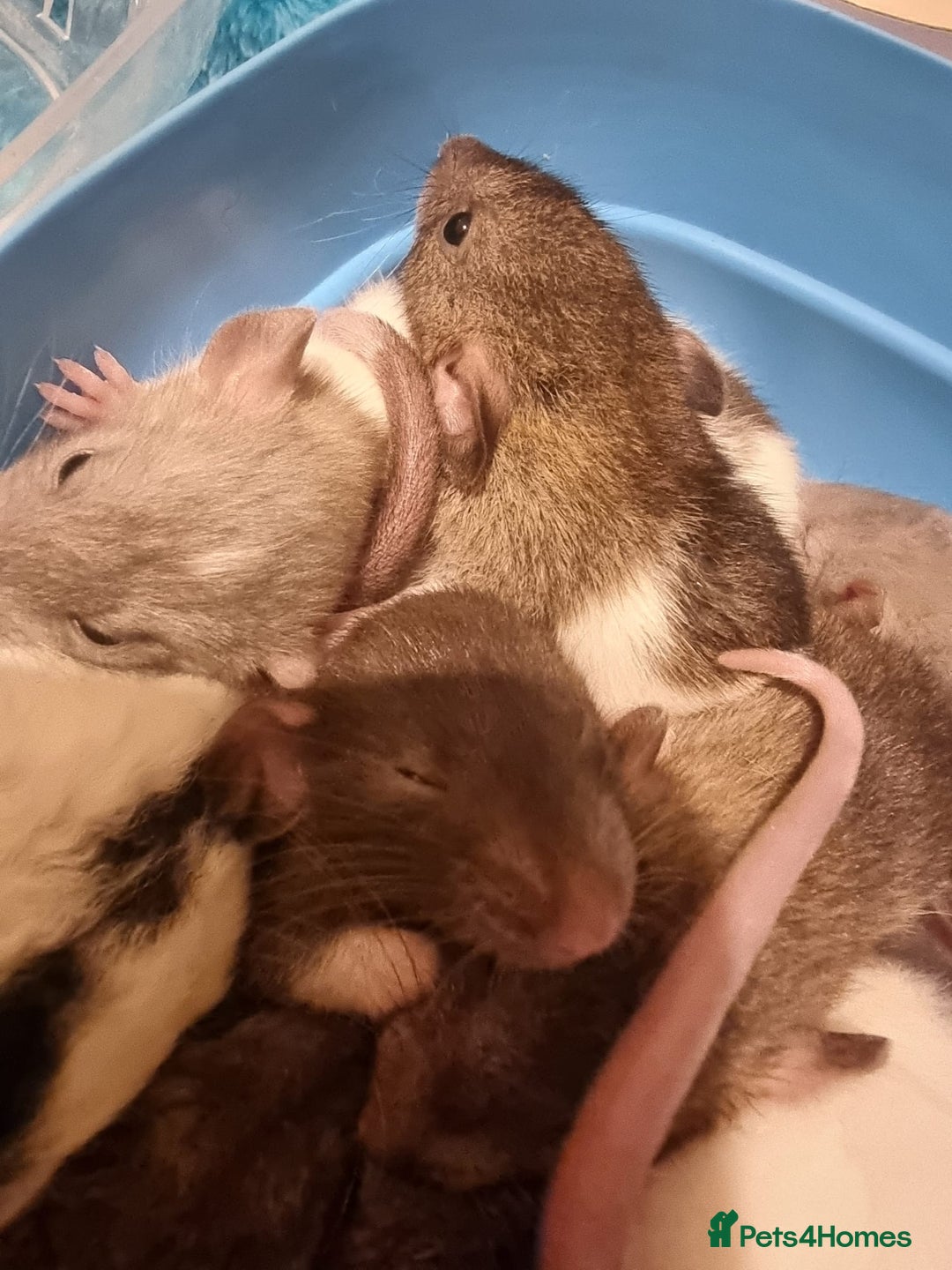 Rat rodents for sale: Baby rats looking for 5*homes only  - Advert 12