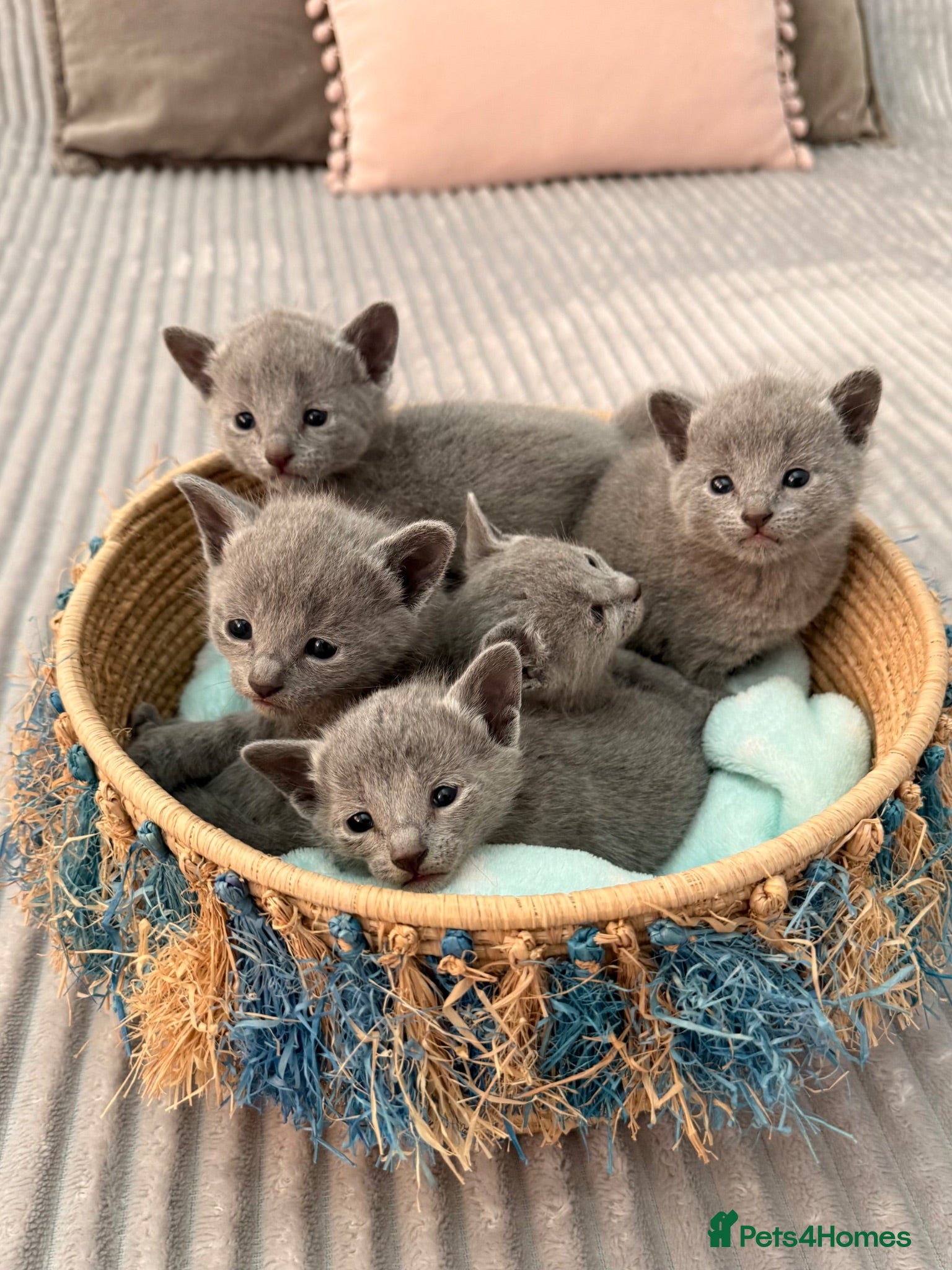 Russian Blue cats TICA Registered Russian Blue Kittens - Advert 2