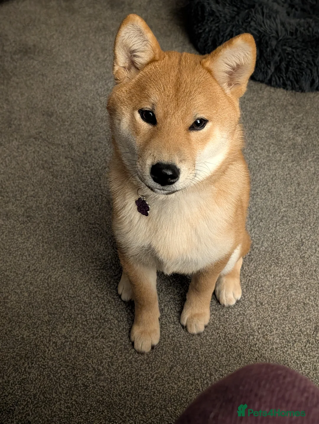 Japanese Shiba Inu dogs for sale: 7 month old Female Japanese Shiba Inu  in Alness - Advert 1