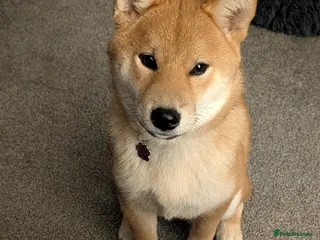 Japanese Shiba Inu dogs 7 month old Female Japanese Shiba Inu - Advert 7