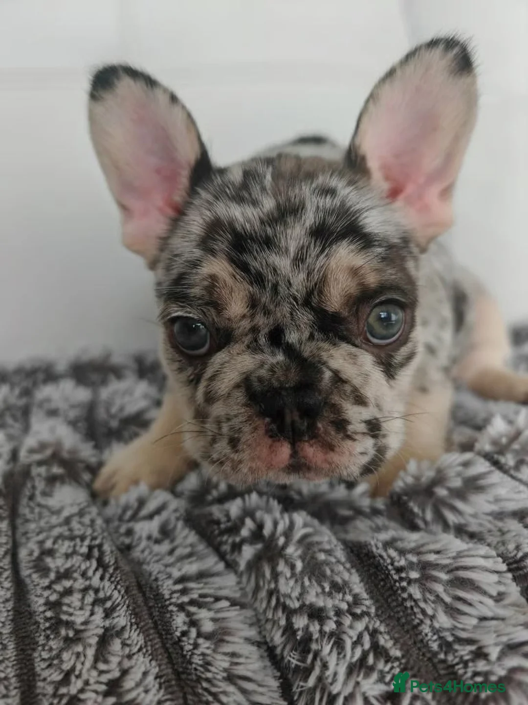 French Bulldog dogs for sale: Beautiful French Bulldog Puppies – Loving  Homes in Watford - Advert 17