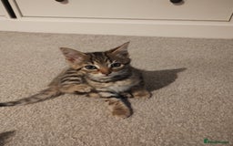 Mixed Breed cats for sale: 2 friendly kittens  - Image 7