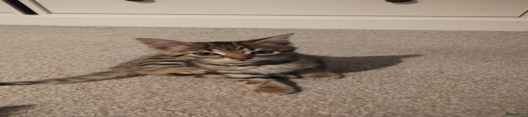 Mixed Breed Kitten 2