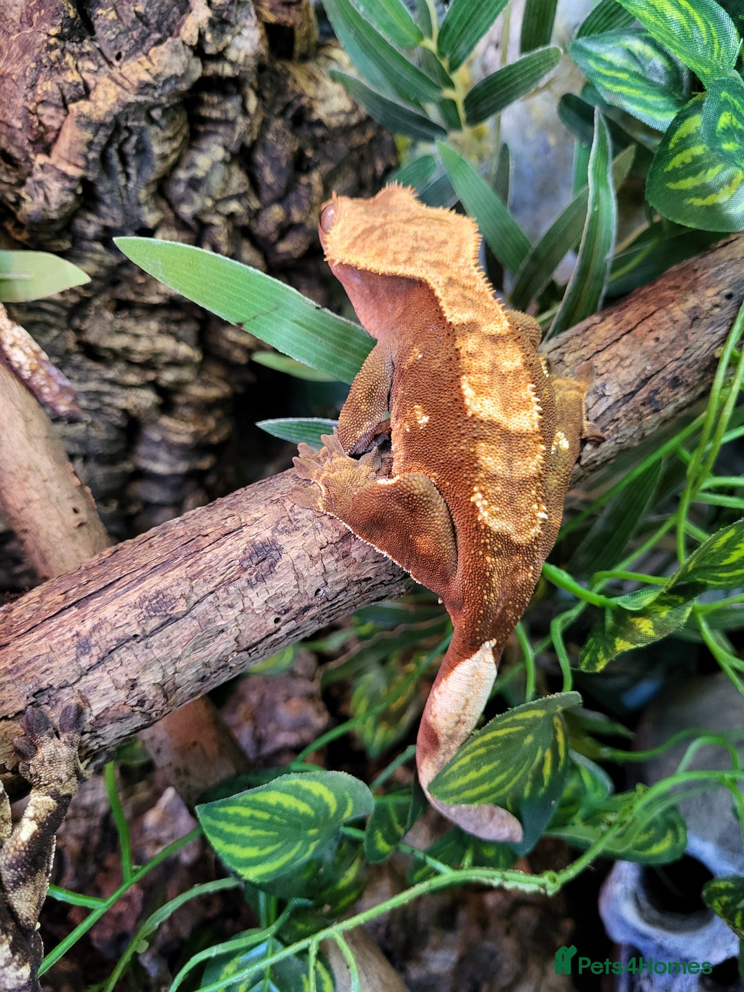 Gecko reptiles for sale: Unsexed Baby Crested Geckos - Advert 9