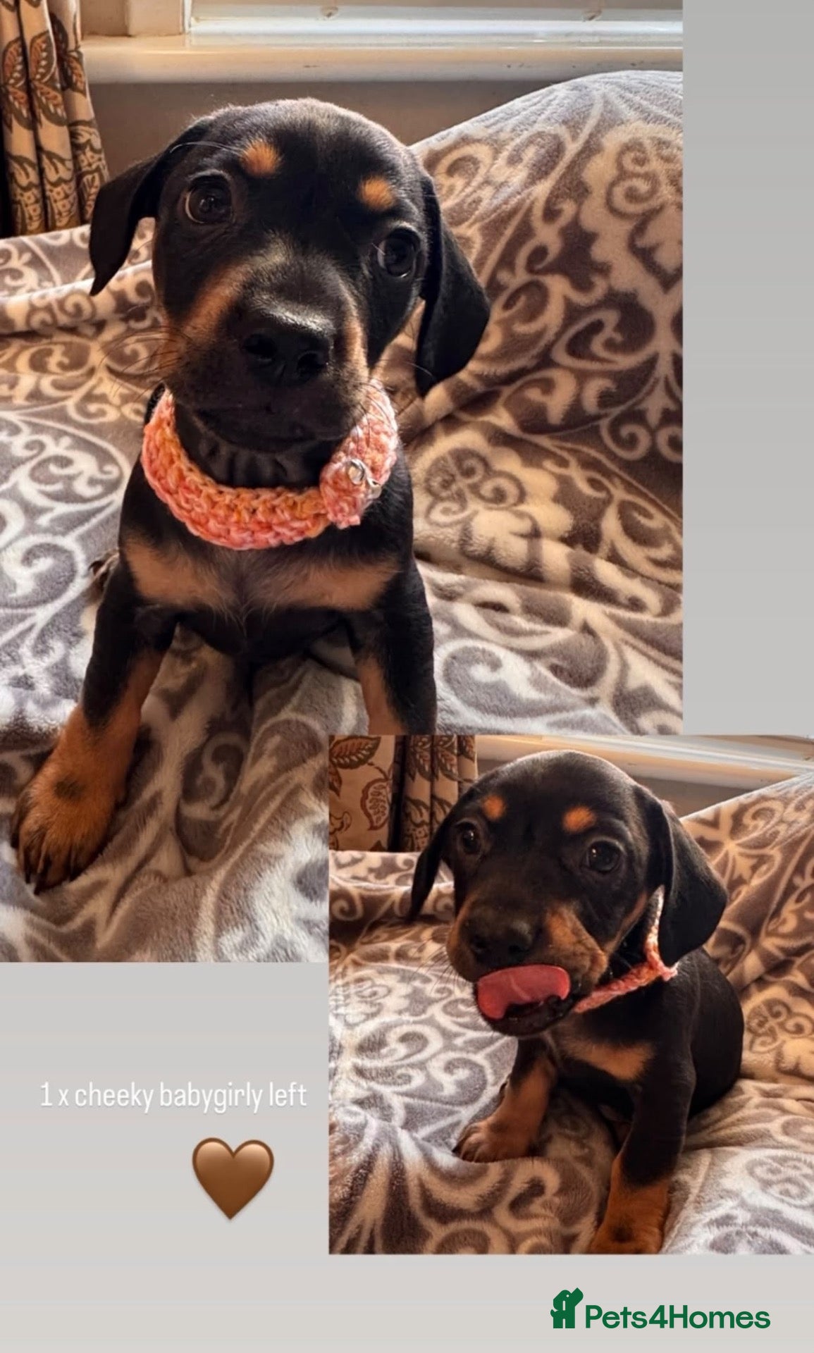 Mixed Breed dogs Miniature Isabella dachshund//with Frenchie - Advert 2