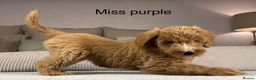 Labradoodle dogs for sale: HIP ELBOW DNA TESTED LINEAGE MUM. DAD IS THE SAME - Advert 19