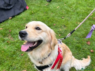 Golden Retriever dogs Gorgeous fluffy pedigree golden retriever boy - Advert 1