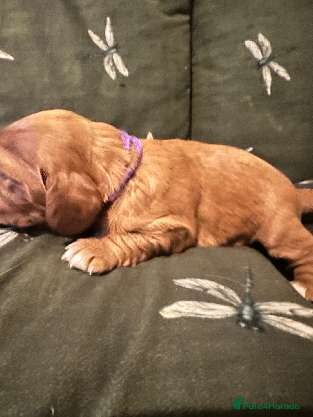 Cockalier dogs for sale: Cockalier puppies  - Advert 33