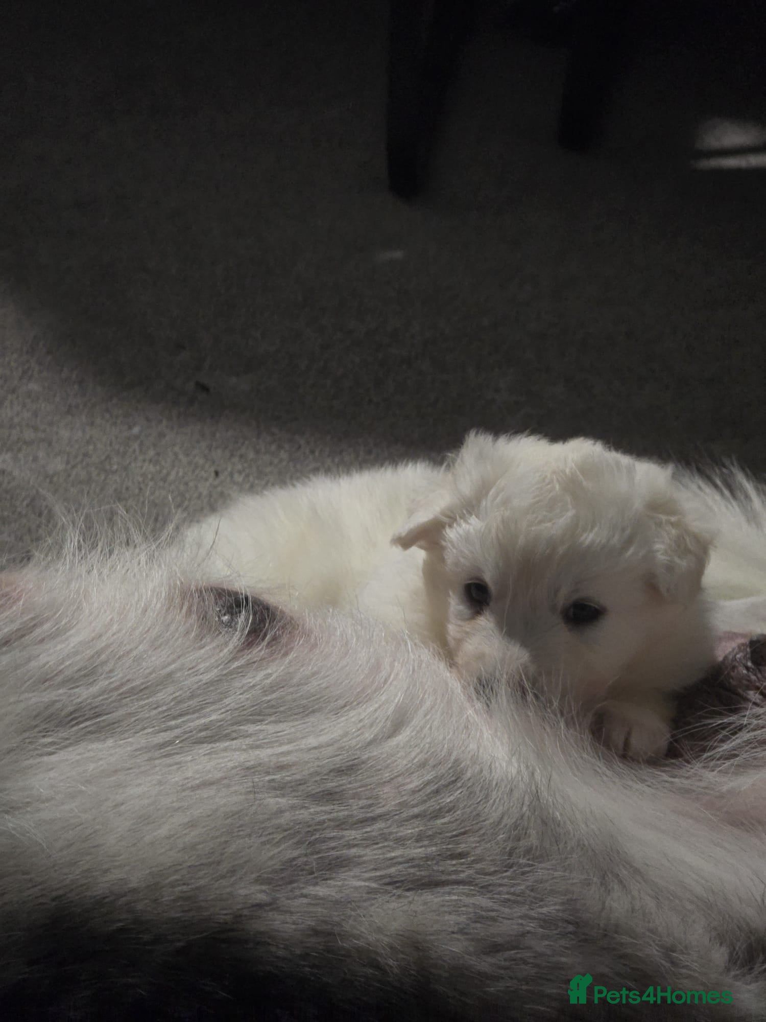 Siberian Husky dogs Husky pups - Advert 2