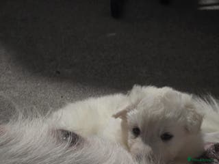 Siberian Husky dogs Husky pups - Advert 1