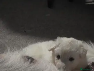 Siberian Husky dogs Husky pups - Advert 1