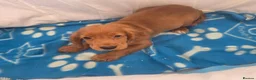 Cocker Spaniel dogs for sale: Golden and Black working type cocker spaniels - Advert 20
