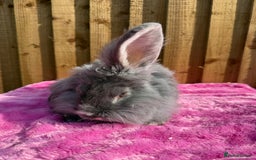 French Lop rabbits for sale: Adult rabbits to a good home.. - Image 2