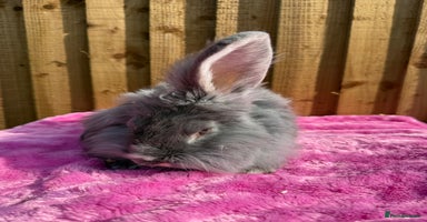 French Lop rabbits - Advert 6