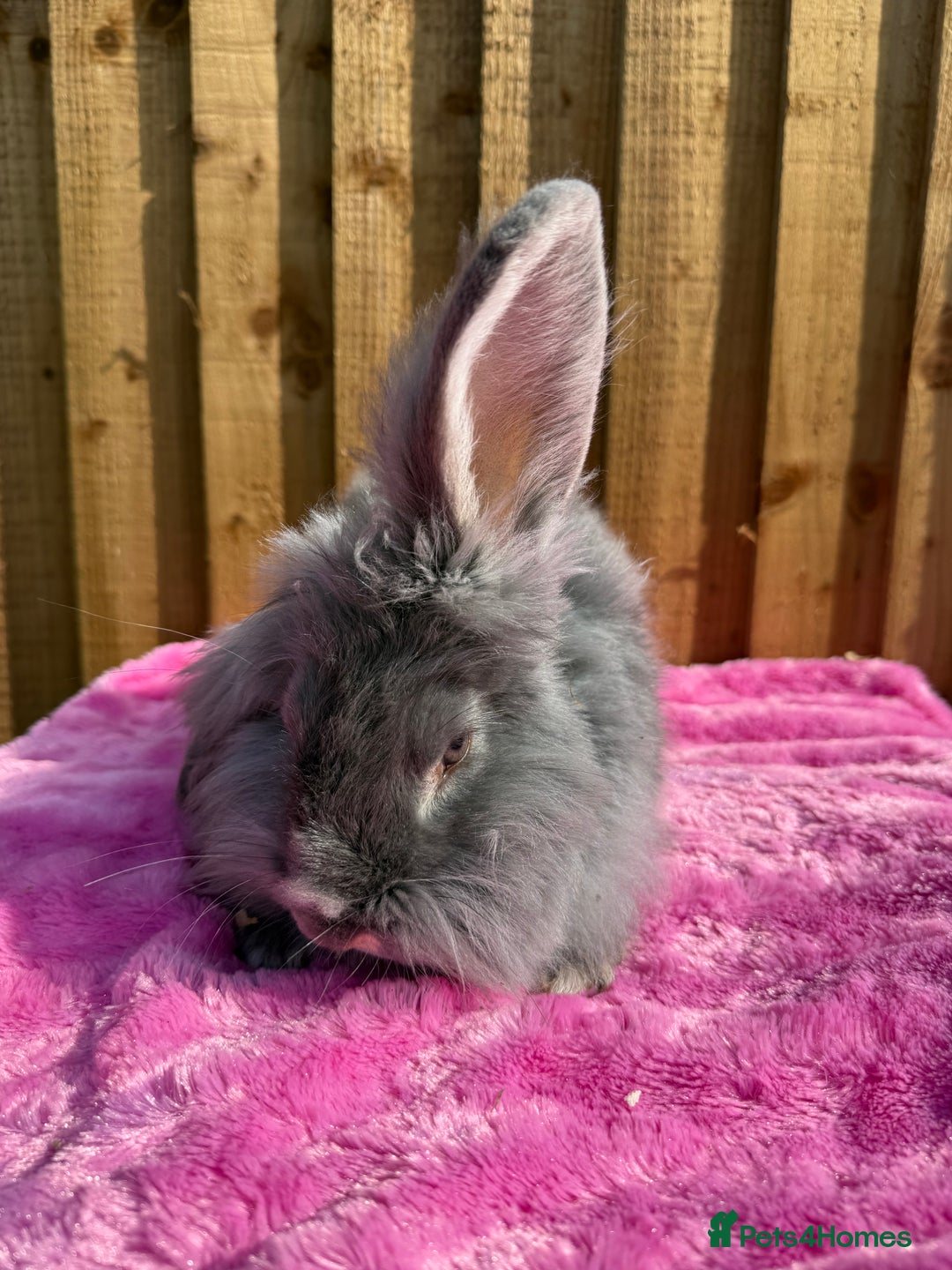 French Lop rabbits for sale: Adult rabbits to a good home.. - Image 2