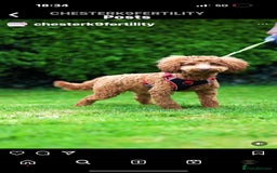 Cavapoo dogs for sale: Cavapoo puppies 8 weeks old ready to leave now - Image 8