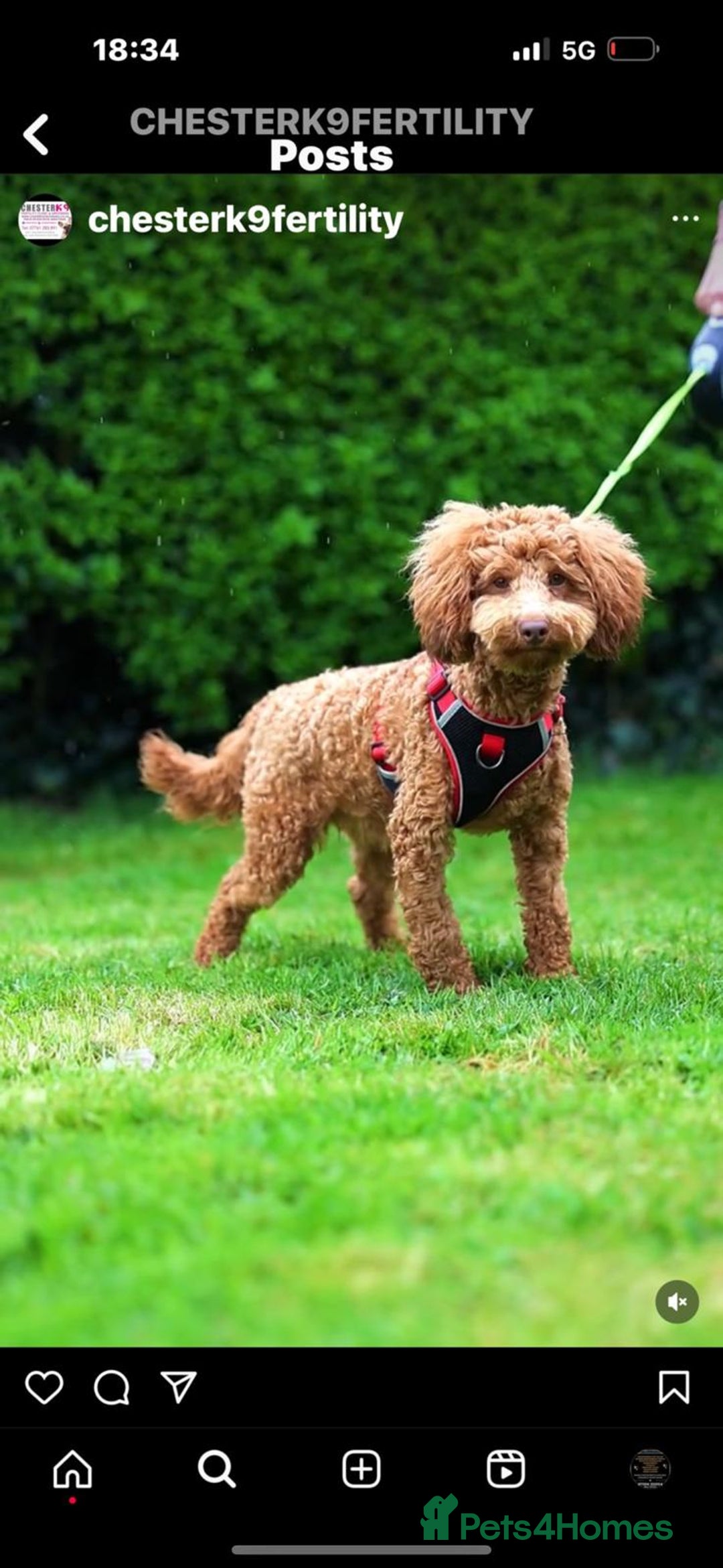 Cavapoo dogs for sale: Cavapoo puppies 8 weeks old ready to leave now - Image 8