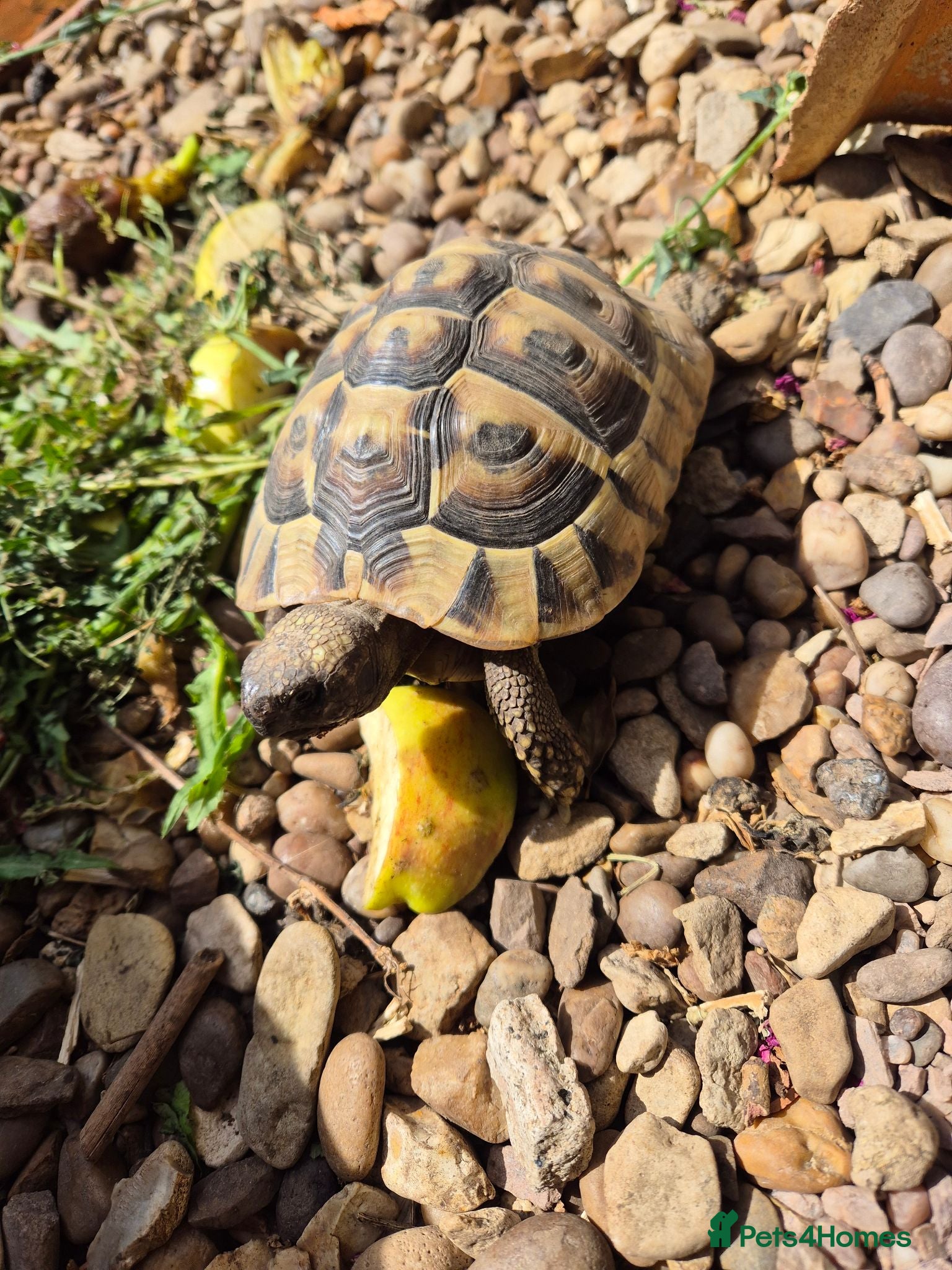 Hermann Tortoise reptiles Herman juvenile tortoise  - Advert 1