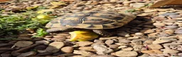 Hermann Tortoise reptiles for sale: Herman juvenile tortoise  - Advert 1