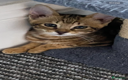 Chausie cats for sale: Savannah x Chausies - Image 7