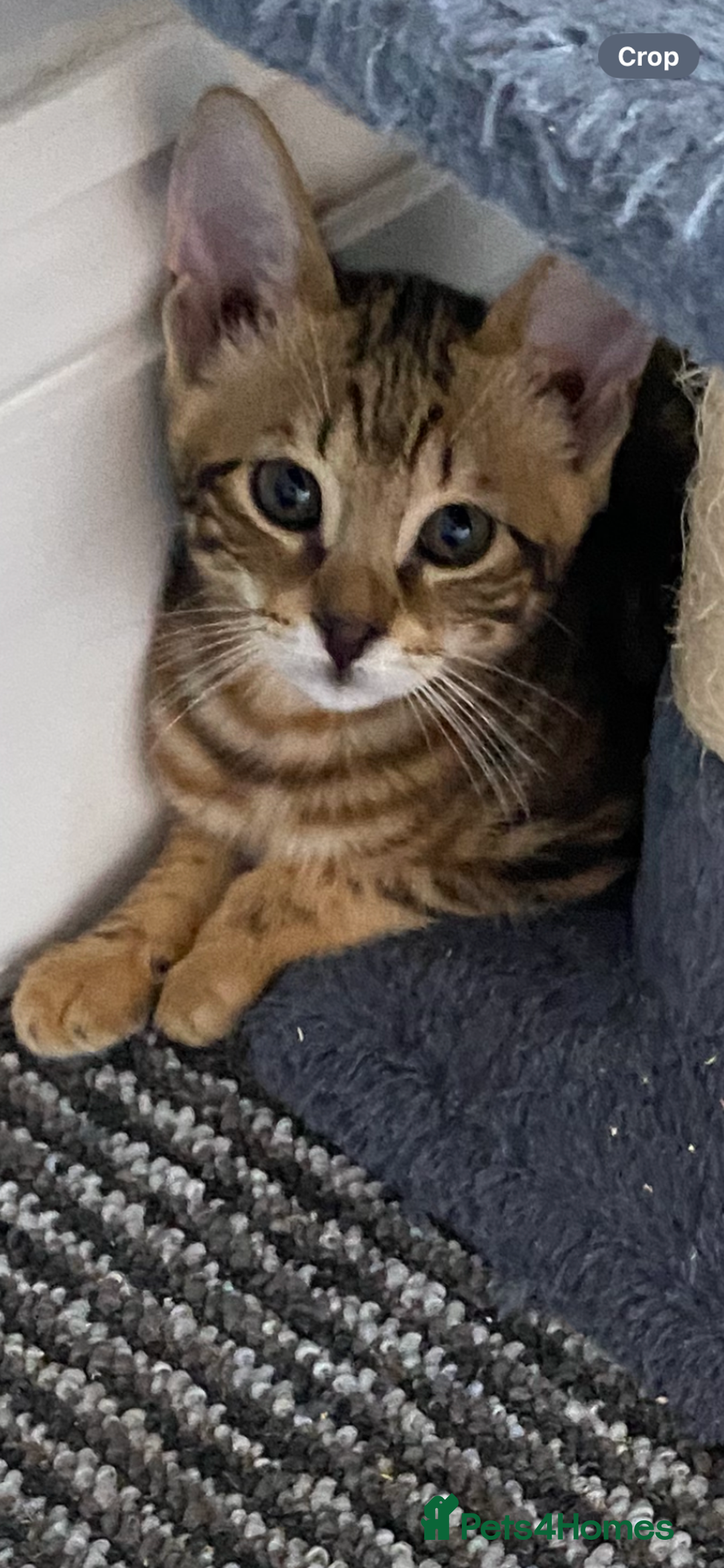 Chausie cats for sale: Savannah x Chausies - Image 7
