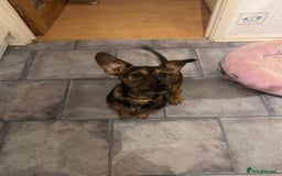 Mixed Breed dogs for sale: 6 Month Old Jack Russell × Dachshund – Remi - Image 1