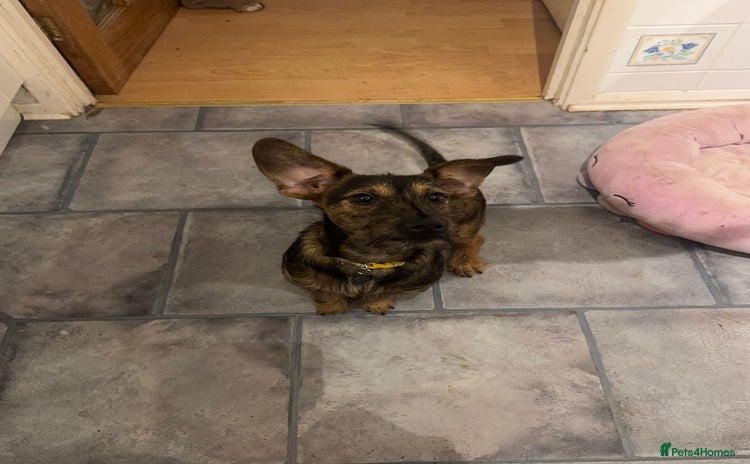 Mixed Breed dogs - Advert 16