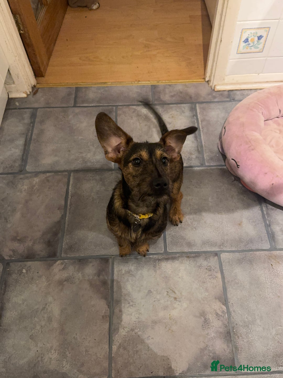 Mixed Breed dogs for sale: 6 Month Old Jack Russell × Dachshund – Remi - Image 1