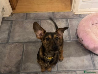 Mixed Breed dogs for sale - Advert 1