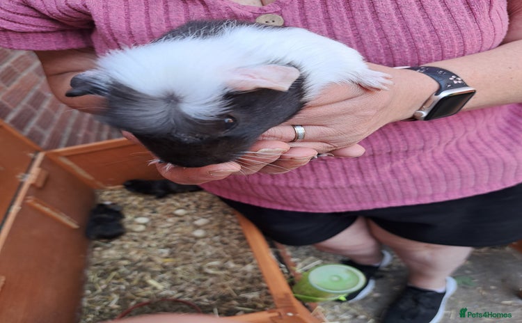 Guinea Pig rodents - Advert 11