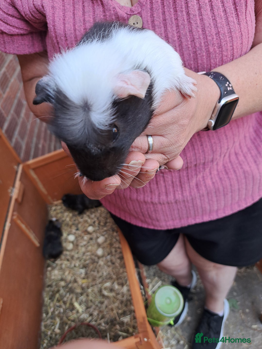 Guinea Pig rodents for sale: Guinea pig - Image 1