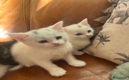 Mixed Breed cats for sale: Kittens Ready now  - Image 4