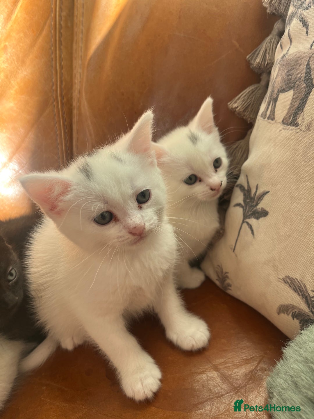 Mixed Breed cats for sale: Kittens Ready now  - Image 4