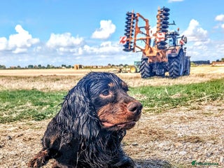 Cocker Spaniel dogs in Mablethorpe - Advert 1