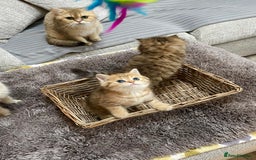 British Shorthair cats for sale: Lovely Golden BSh/BLh kittens/ 2 girls/ 💝 - Image 6